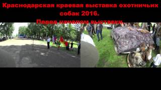 Краснодарская краевая выставка охотничьих собак 2016. Перед началом.