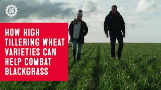 How high tillering wheat varieties can help combat blackgrass | Wheat farmer John McCauley | Cambs