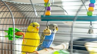 BIRDS GONE WILD! Budgies & Ringnecks' Hilarious Cage Break & Room Exploration Adventure! #asmr #pets