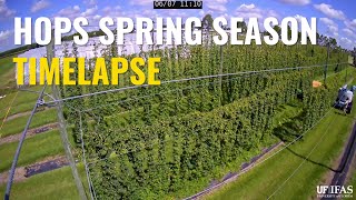 Hops Spring Season Timelapse | Univ of Florida Hops Research