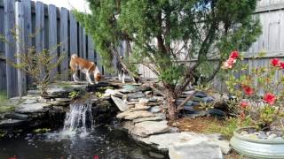 Our Basenjis playing in the yard & the pond