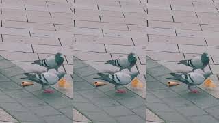 Pigeon eating wow ||Shorts video