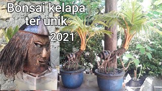 Bonsai kelapa terbaik dan ter unik 2021 / coco bonsai