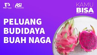 PELUANG BUDIDAYA BUAH NAGA