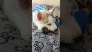 SIBERIAN HUSKY - Vita quotidiana parte 1