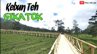 KEBUN TEH SIKATOK || View Paling Indah dan Natural ||