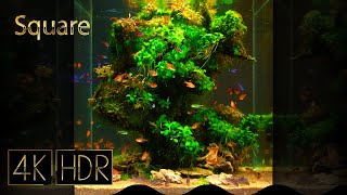 [Square] Underwater Giant Tree | Aquascape • Fixed 3hours 4K HDR 60fps • Water sound