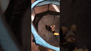 Puppy's First Playpen Training: My Dog at 4 Months Old!