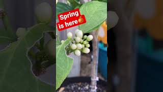 ORANGE tree flower buds 🍊🐝 #shorts #spring #gardening #flowers #homestead