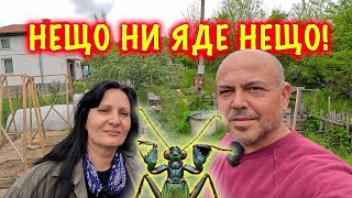 ДЕРЕВЕНСКАЯ ЖИЗНЬ - опять что-то что-то ест в нашем огороде.