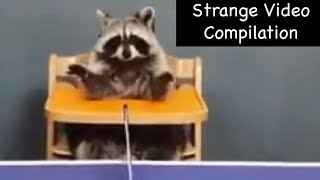 Strange Video Compilation