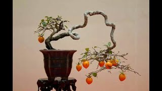 ĐỘC LẠ NHỮNG CÂY BONSAI HỒNG ĂN QUẢ ĐỦ CÁC DÁNG THẾ/UNIQUE PINK BONSAI TREES THAT EAT FRUITS OF ALL