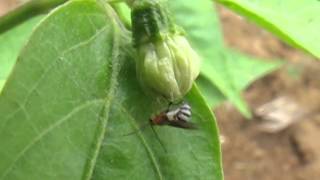 Parasitoid on Chili flower