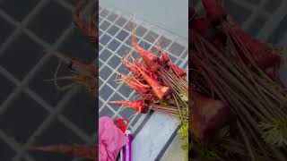 Home grown carrots #garden #gradening #homegarden #newshorts #new #newvideo