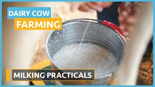 Dairy Cow Farming (Lesson 10) - Milking Practical