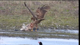 Marsh Harrier feeding on remains of a Canada Goose