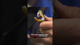 jerdon's pit viper : deadly pit viper #shorts #serpentshaven #snakes