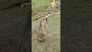 Chubby Himalayan Marmots Can't Resist My Cookies#cutemarmot #cuteanimals #cute #marmot #marmota