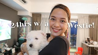 24hrs with a West Highland Terrier Puppy Shiro // Elle x Kerrigan