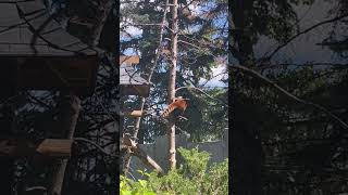 Red Panda Cubs Climbing