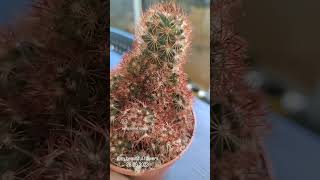 مامیلاریا الانگاتا تیغ قرمز. #mammillaria #cactus #plant