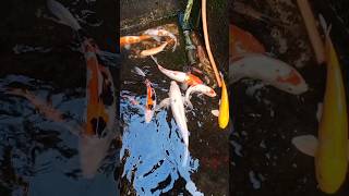 tangkap ikan koi dalam kolam #koi #koifish #fish #ikan #pecintaikan