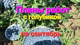 Работы с голубикой осенью. Сентябрь.