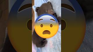 ASÍ ES LA BOCA DE UN OSO 🐻 POR DENTRO 😨 #tendencias #youtubeshorts #shorts