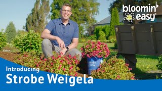 In the show garden with Strobe™ Weigela