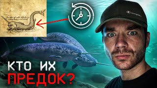 Что нашли на пропавшем корабле? | Кого боится нарвал? | Что значит красная вода? | РазМИШления