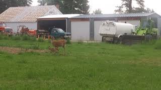 Frolicking Fawn on the Lawn