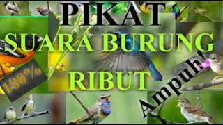 pikat suara burung ribut.... pasti pada turun..