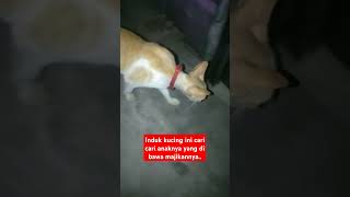 Induk cari ananknya#oyenbesar #catlover #shortsviral