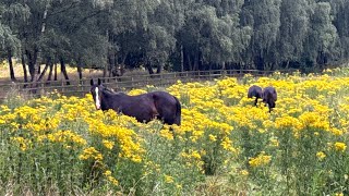 I found them among flowers🌼#beautiful #nature #animals #horse