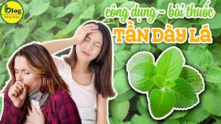 Top 9 công dụng của tần dày lá hay mà ít người biết