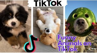 Funny Animals TikTok compilation. I bet these animals will leave you laughing out loud.