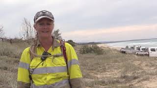 Bitou bush - identification, surveillance and control in Queensland