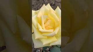 Yellow Rose Flower #yellowrose #yellowflower #rose #roseflower