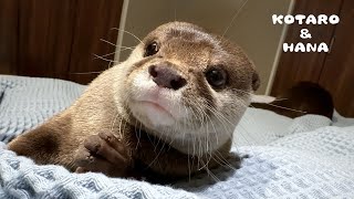 大きな雷と地震が起こった日のカワウソ達は・・　Otters' Surprising Reactions to Thunder and an Earthquake