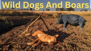 Weekend Wild Dog And Pig Hunting Trip Part 1