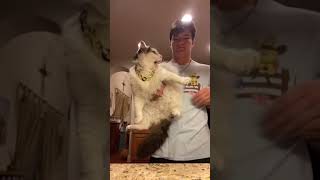 Wow 😅　#funny #funnyvideo #shorts #tiktok #foryou #foryourpage #viral #animal #cats #fyp #meme