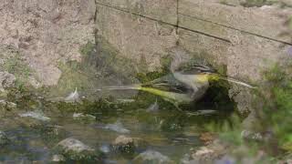 Grey wagtail " Motacilla cinerea"