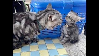 😺 Мамочка, не ругайся! 🐈 Смешное видео с котами и котятами для отличного настроения! 😸