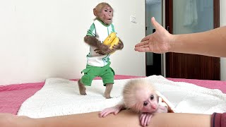 Bibi does everything to take care of the baby monkey and help Dad!