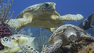 Sea turtles (Cheloniidae)