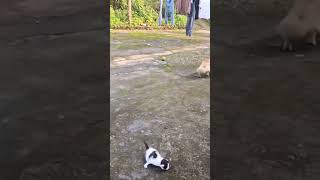 cat vs dog horrible fight 🙏😱😍| Cuty kitty | #shorts