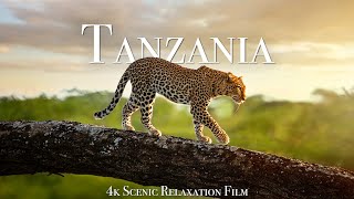 Tanzania & Serengeti 4K - Scenic Wildlife Film With African Music