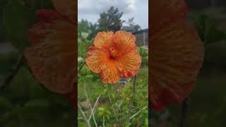 rare blooms #buds #hibiscus #gumamela #ytshort #rareplants