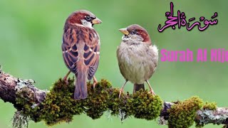 Surah hijr with urdu translation | Quran with Urdu Translation  | #quranurdutranslation #surahhijr