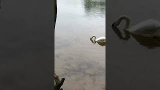 Carp eating bread with a swan